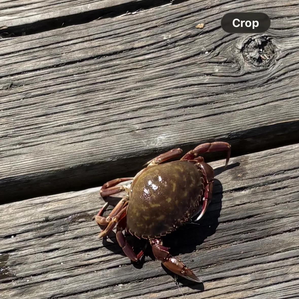 The most recent Pacific rock crab catches on Fishbrain
