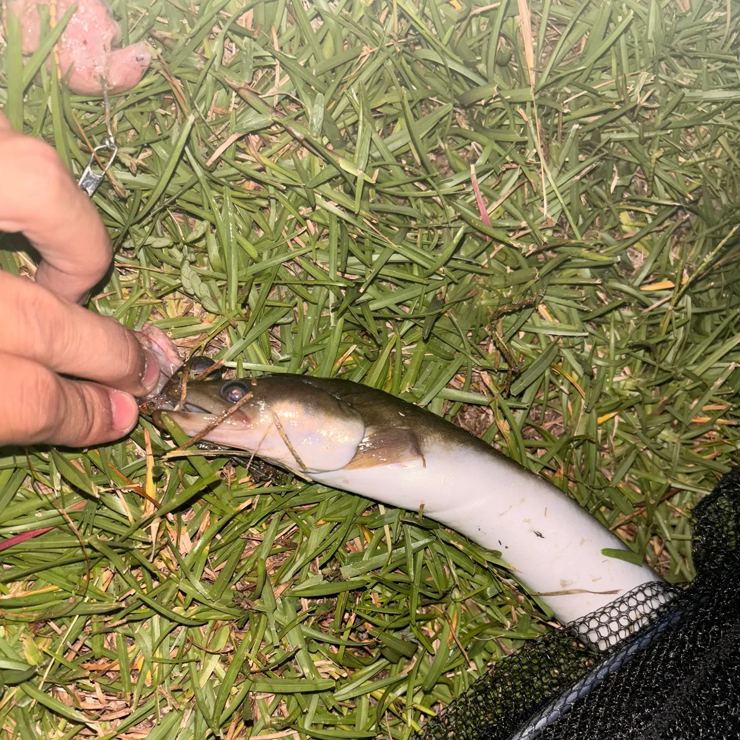 American eel caught on Fishbrain