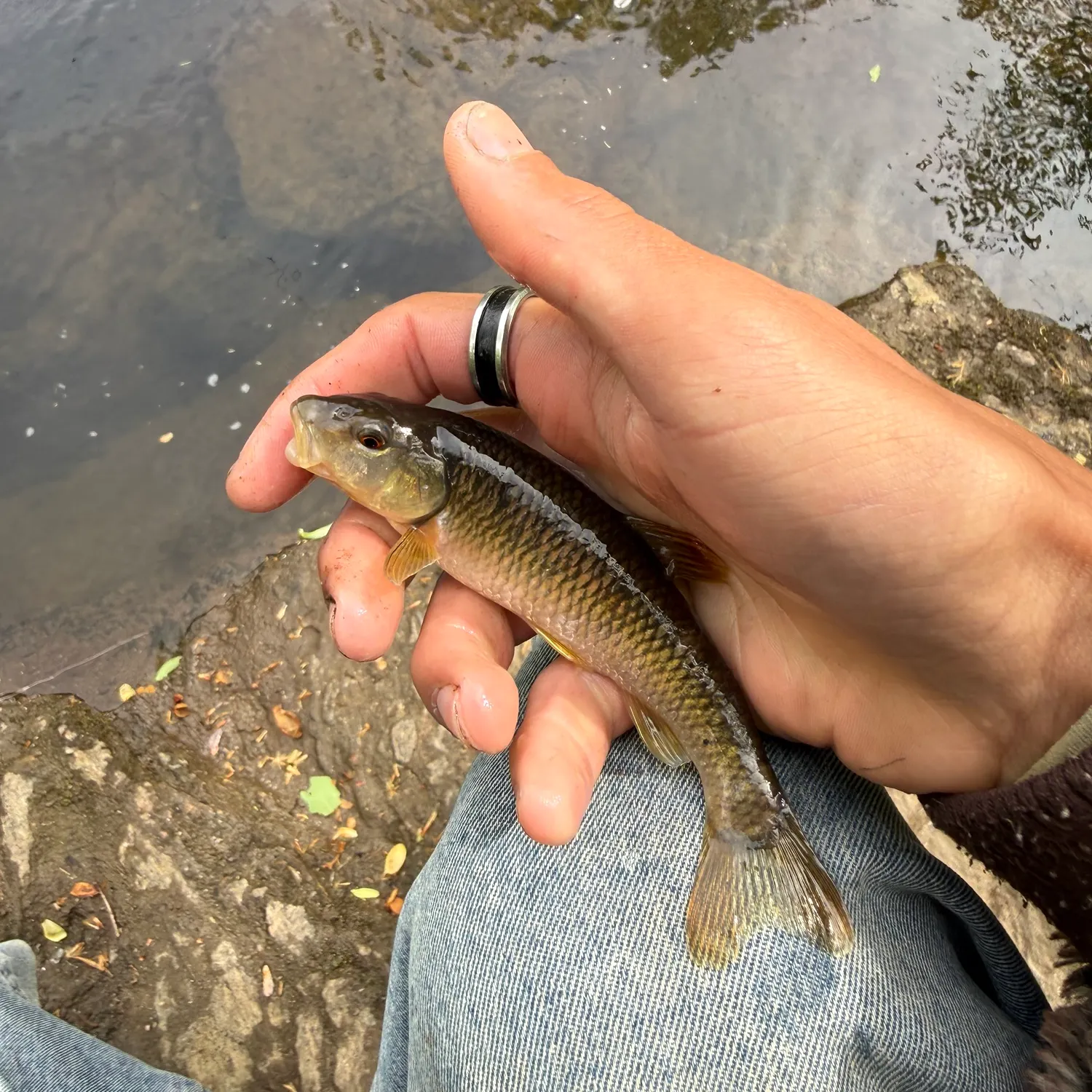The most recent Redspot chub catches on Fishbrain