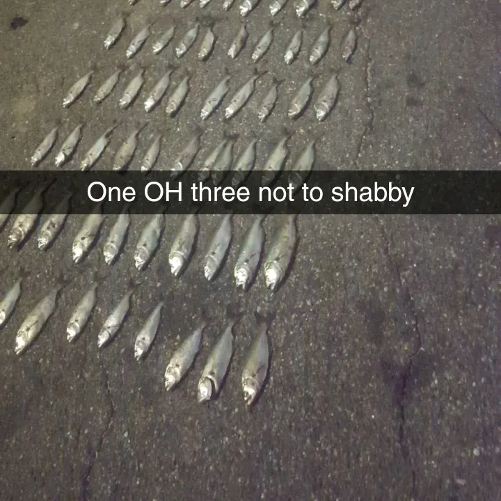 recently logged catches