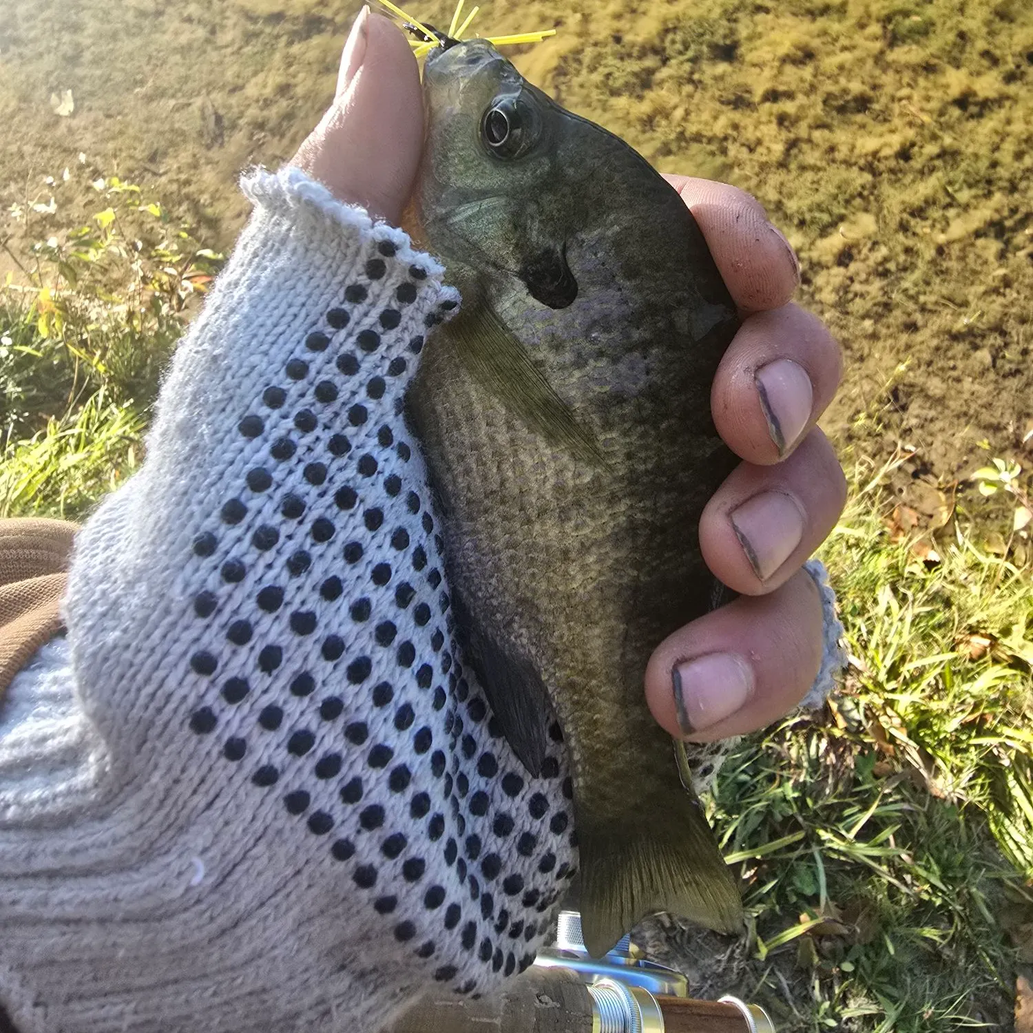 Bluegill caught on Fishbrain