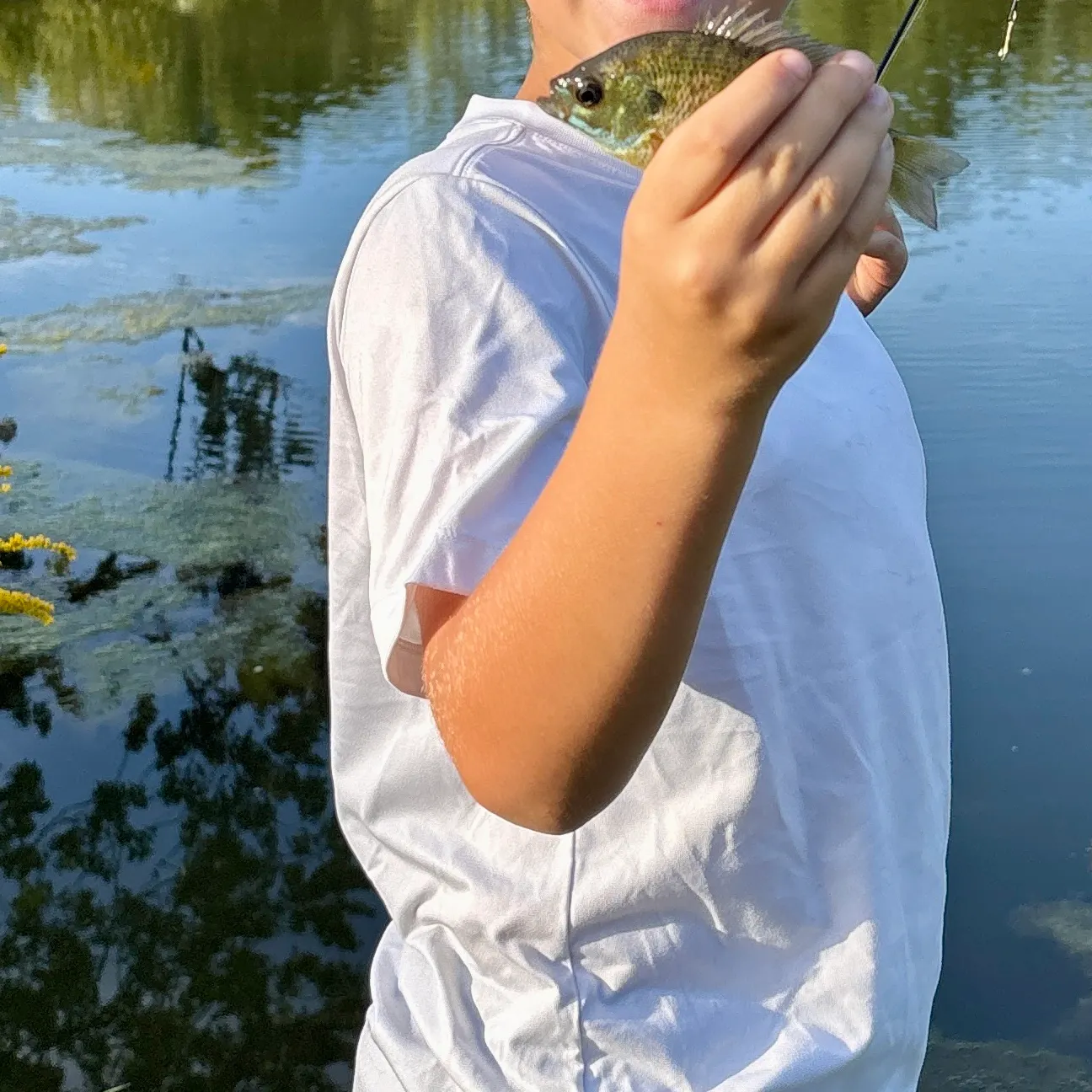 Bluegill caught on Fishbrain