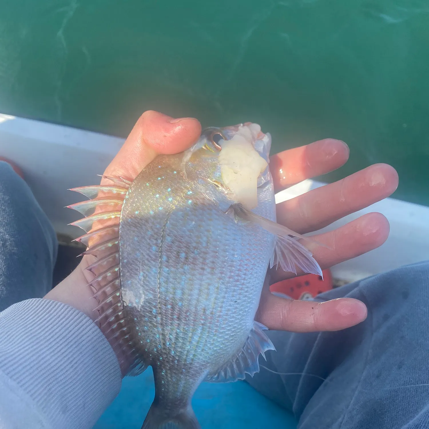 Australasian snapper caught on Fishbrain