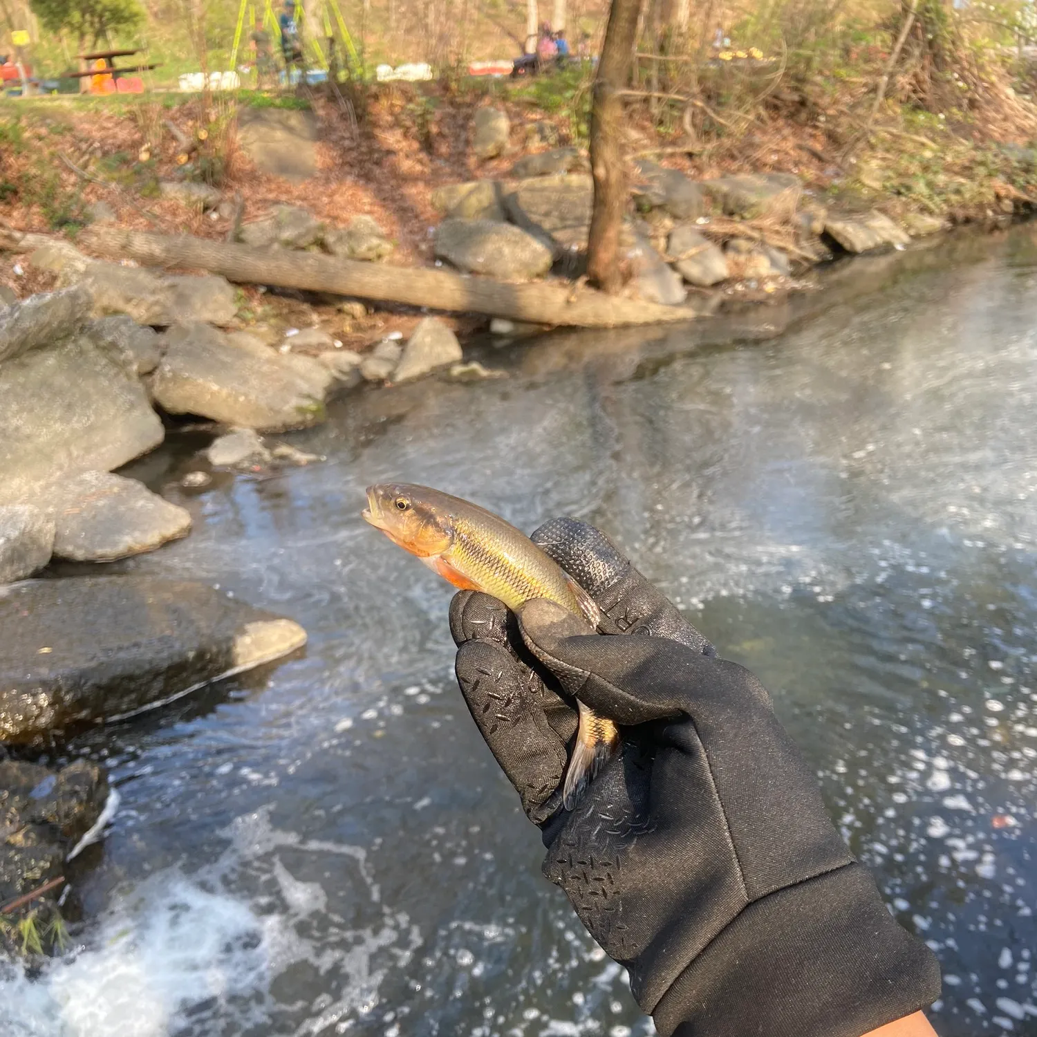 Hornyhead chub caught on Fishbrain
