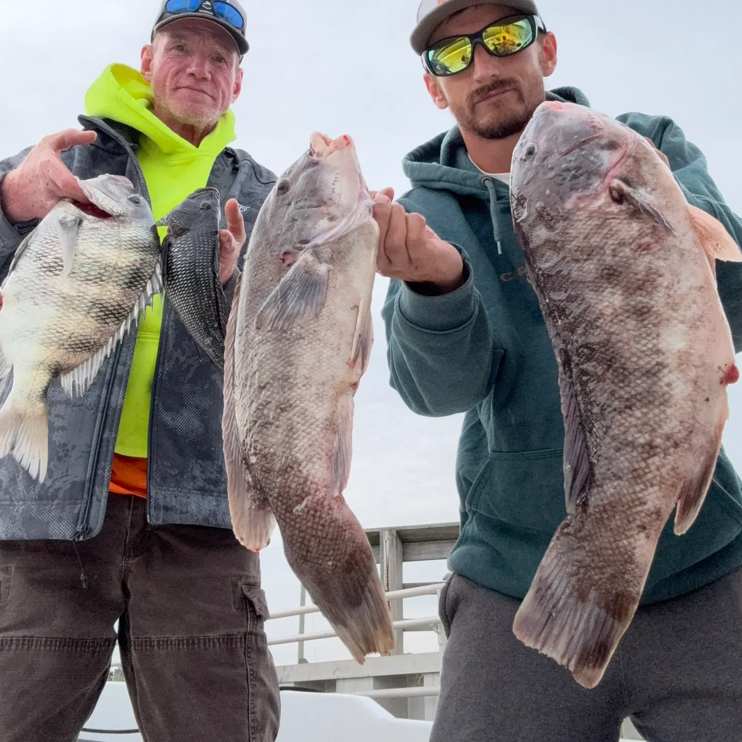 Tautog caught on Fishbrain