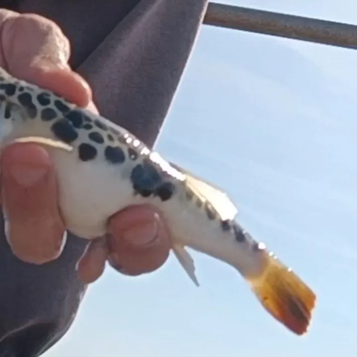 The most recent Smooth toadfish catches on Fishbrain