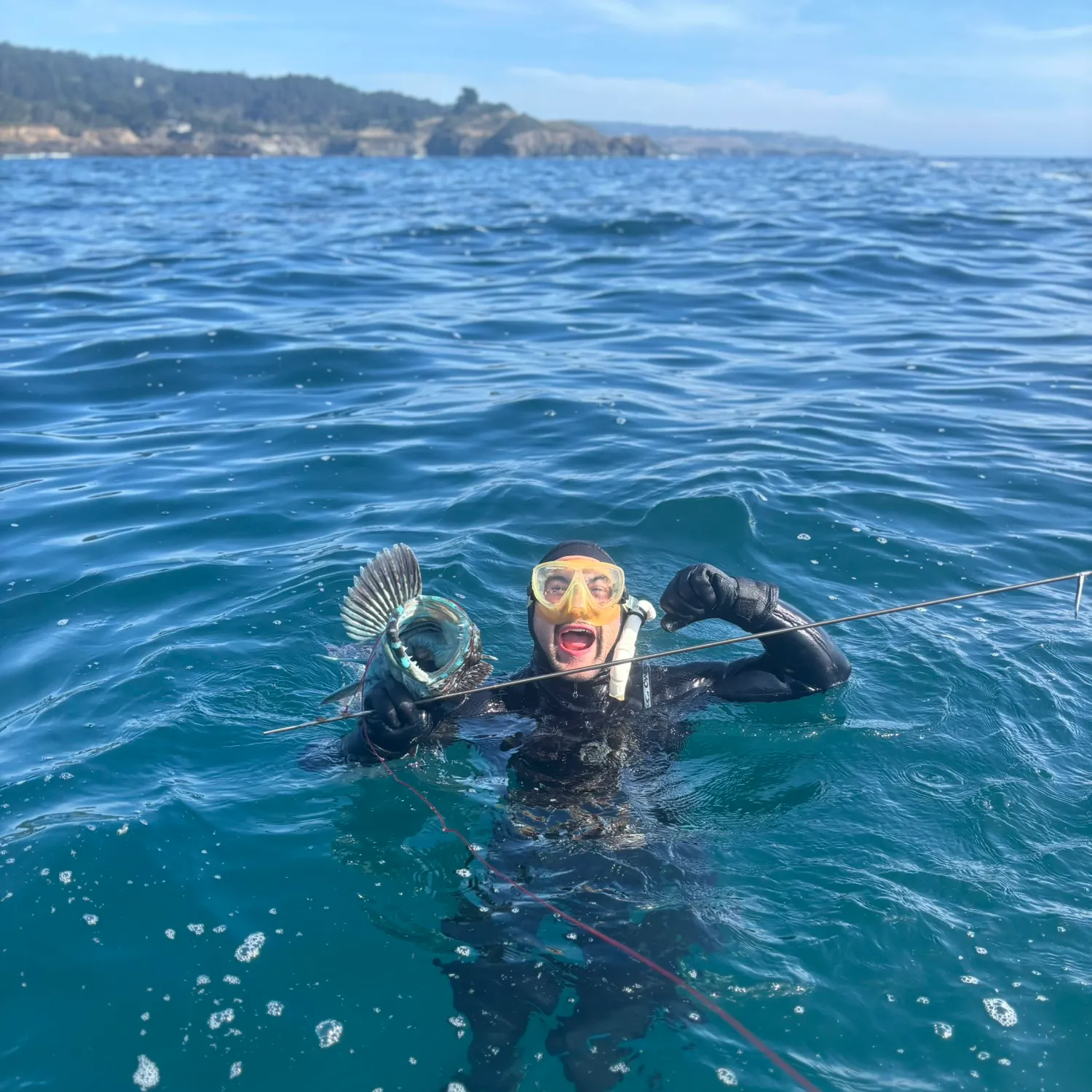 Lingcod caught on Fishbrain