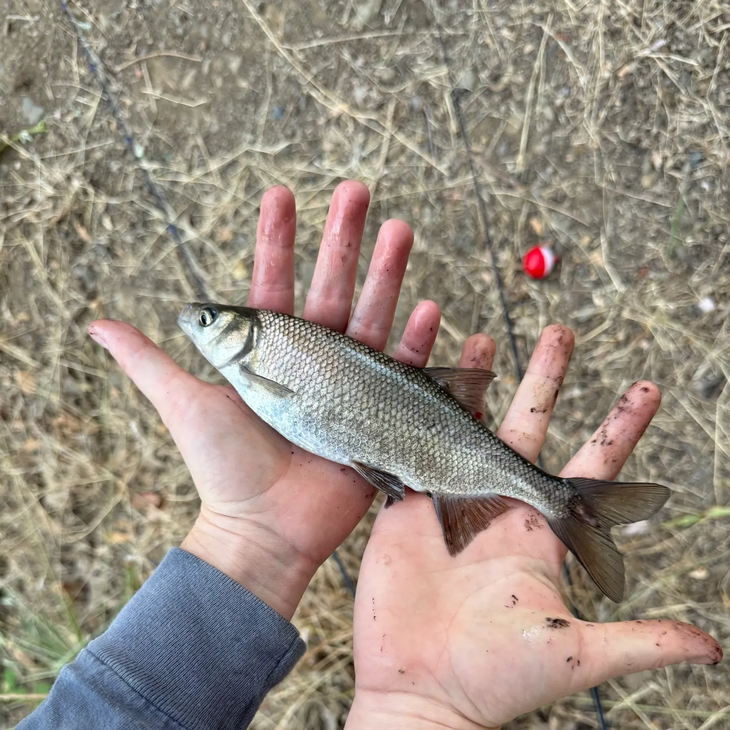 The most recent Hitch catches on Fishbrain