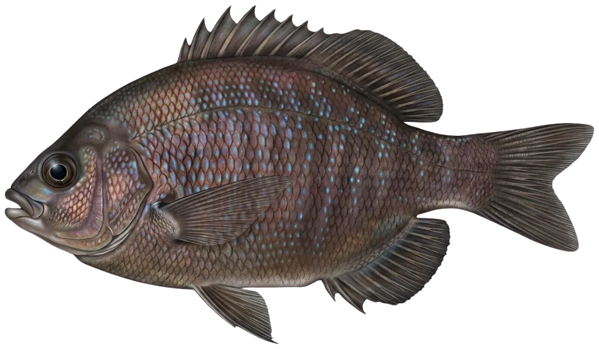 Black perch