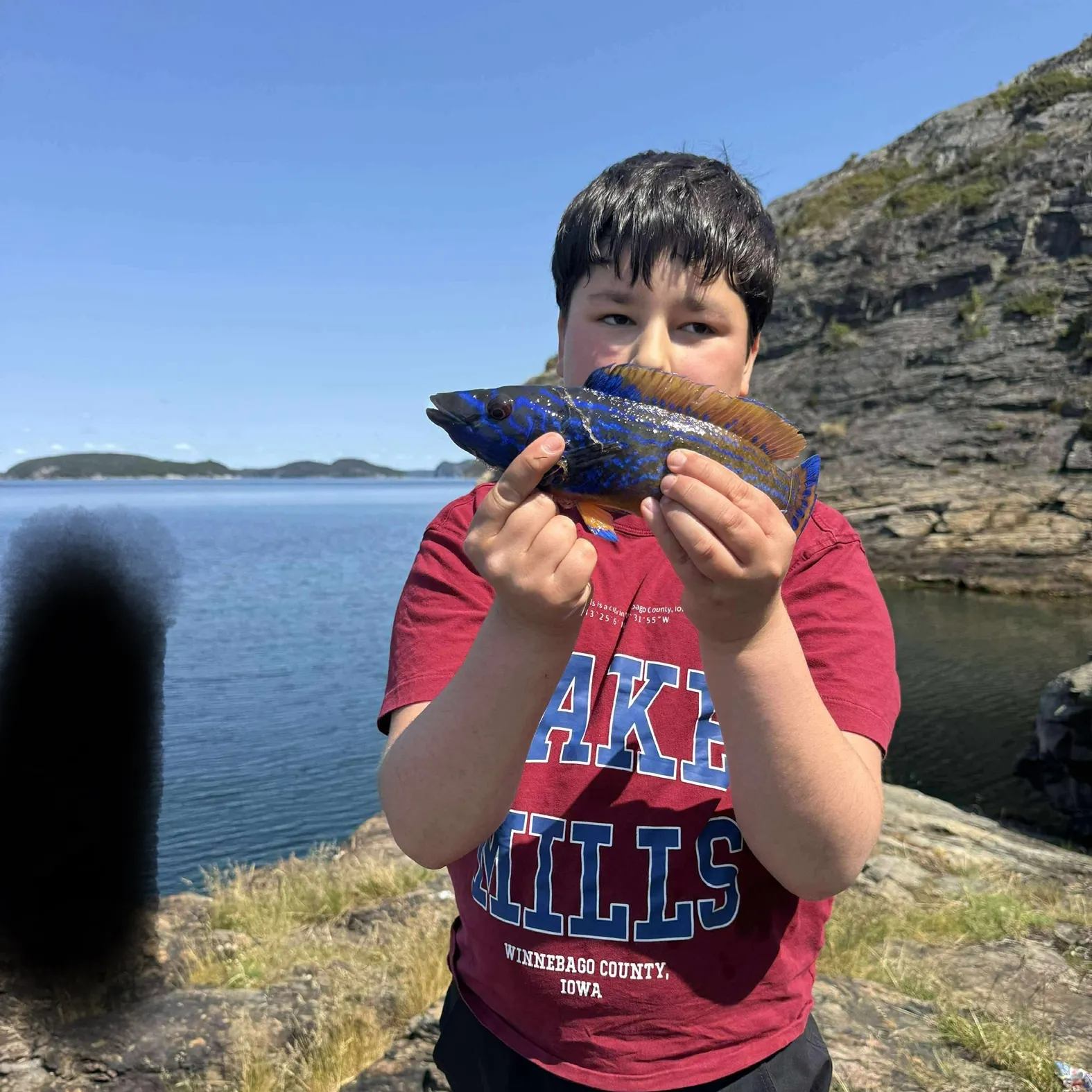 The most recent Cuckoo wrasse catches on Fishbrain