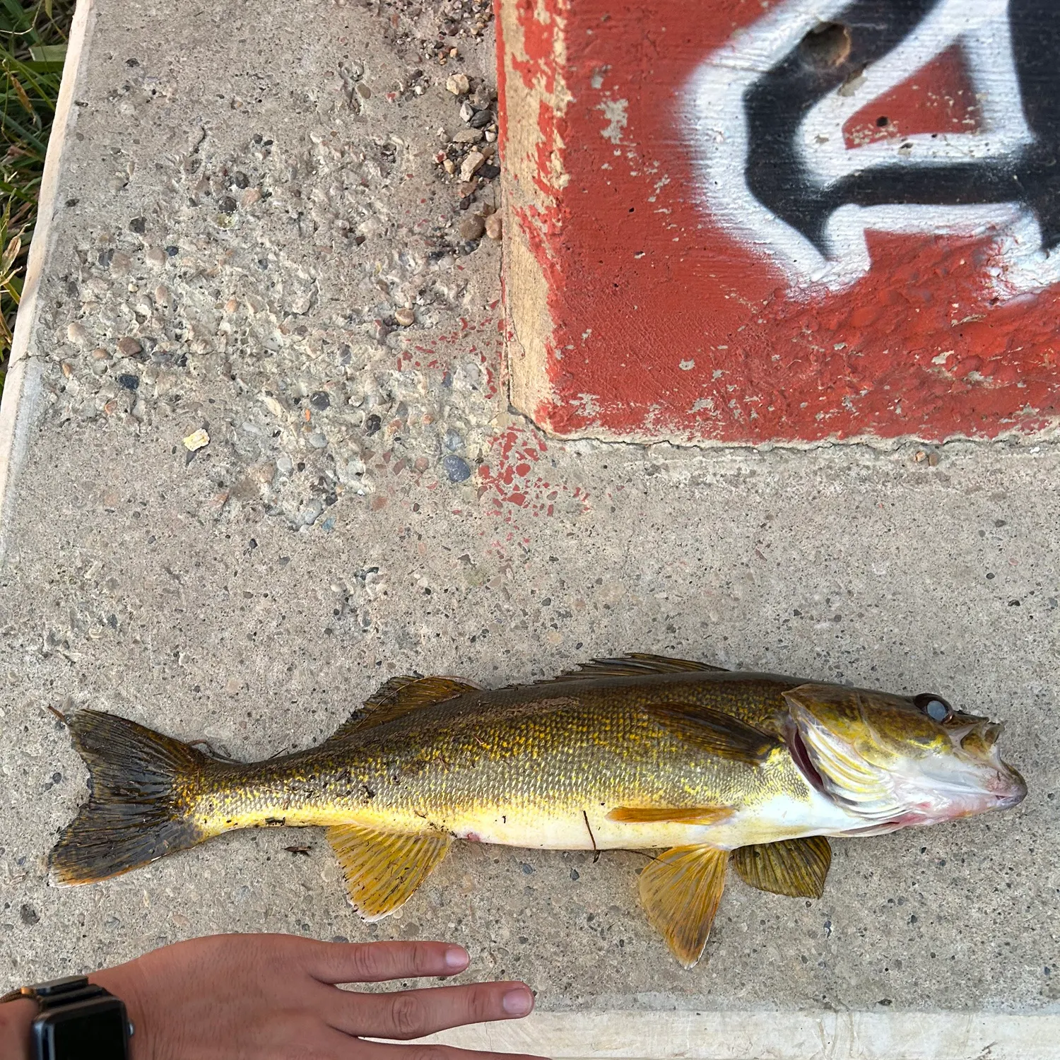 Walleye caught on Fishbrain
