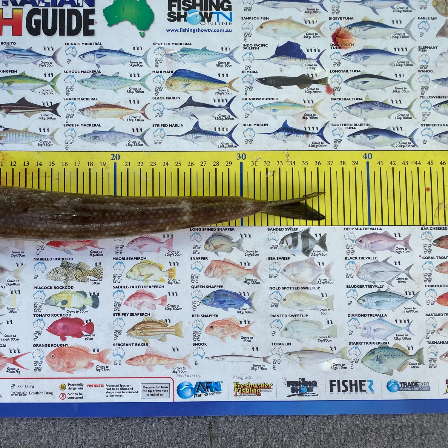 recently logged catches