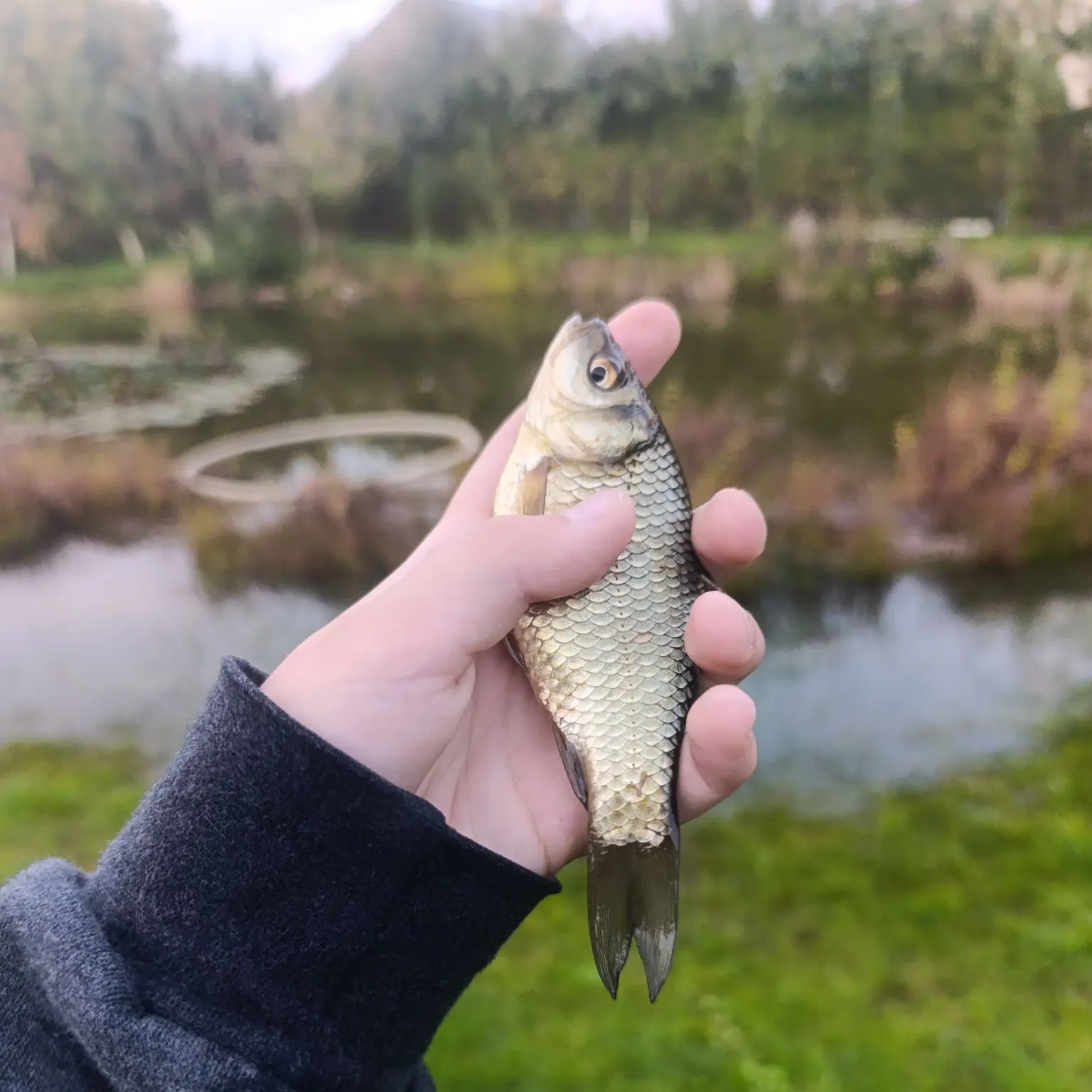 European chub caught on Fishbrain
