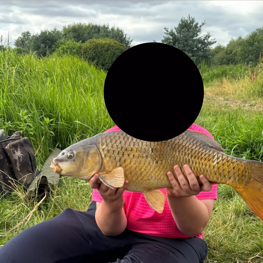 Common carp caught on Fishbrain