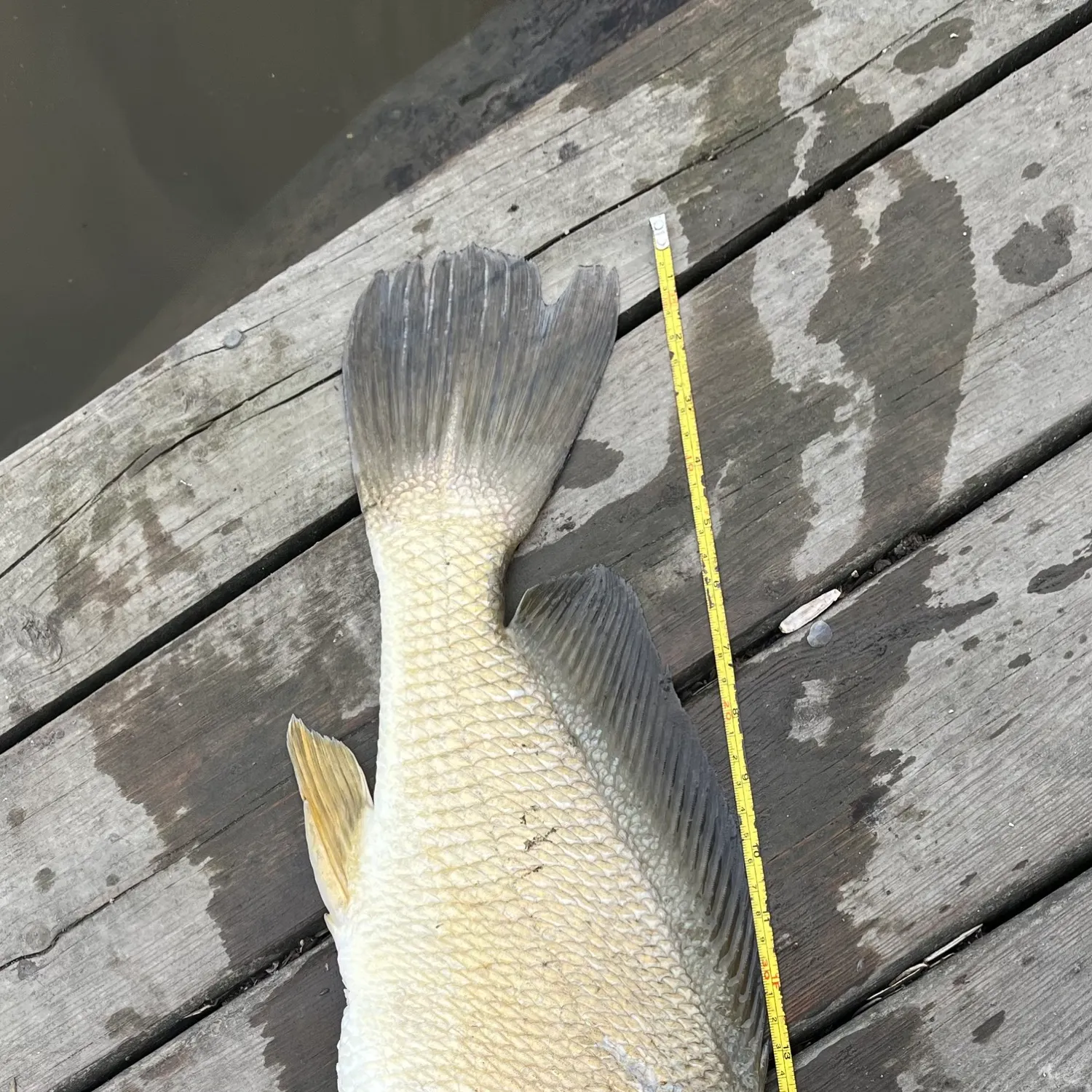 Freshwater drum caught on Fishbrain