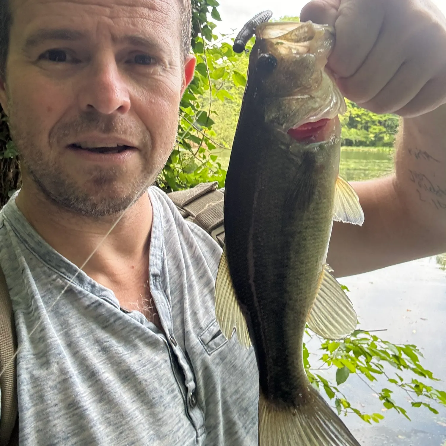 Largemouth bass caught on Fishbrain