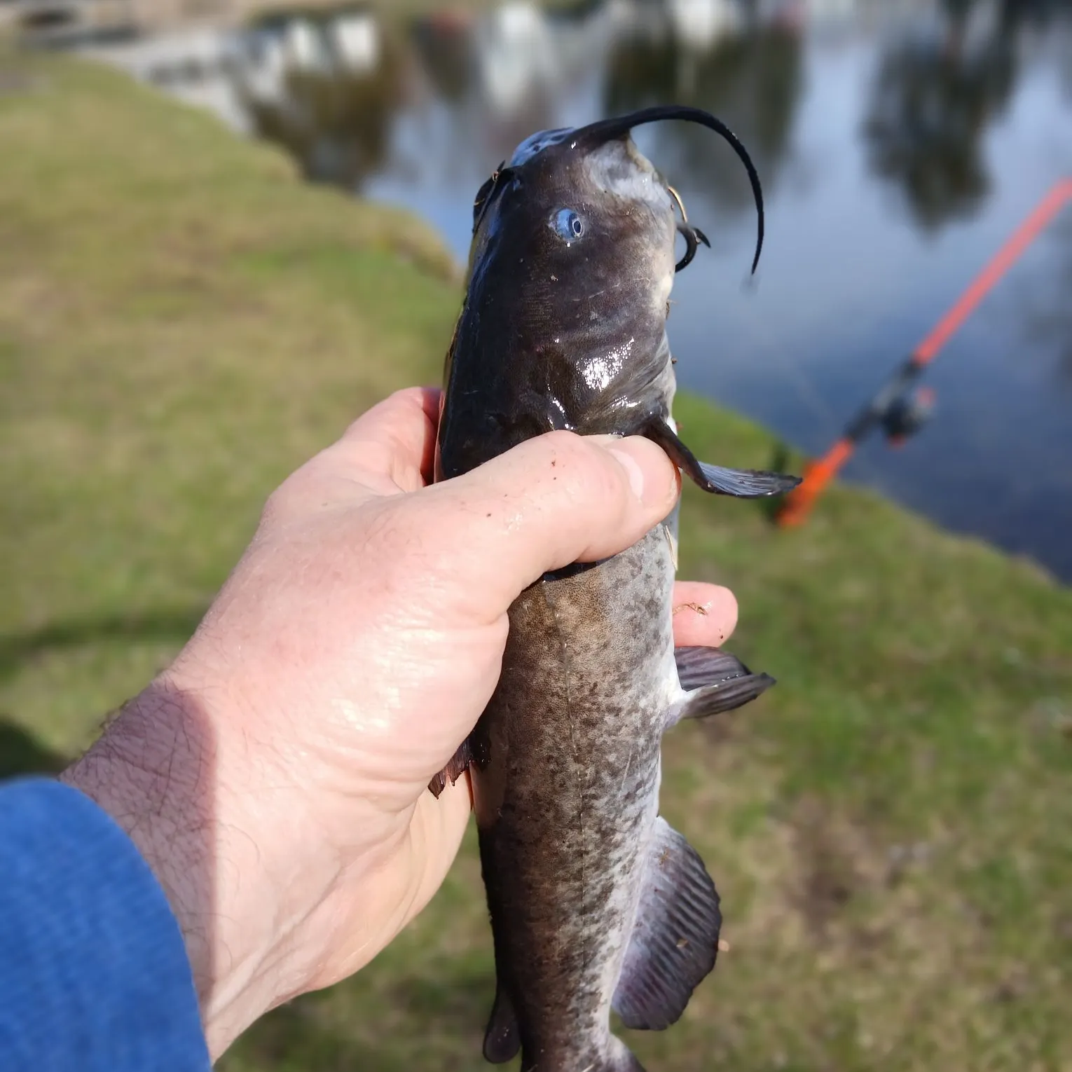 The most recent Black bullhead catches on Fishbrain