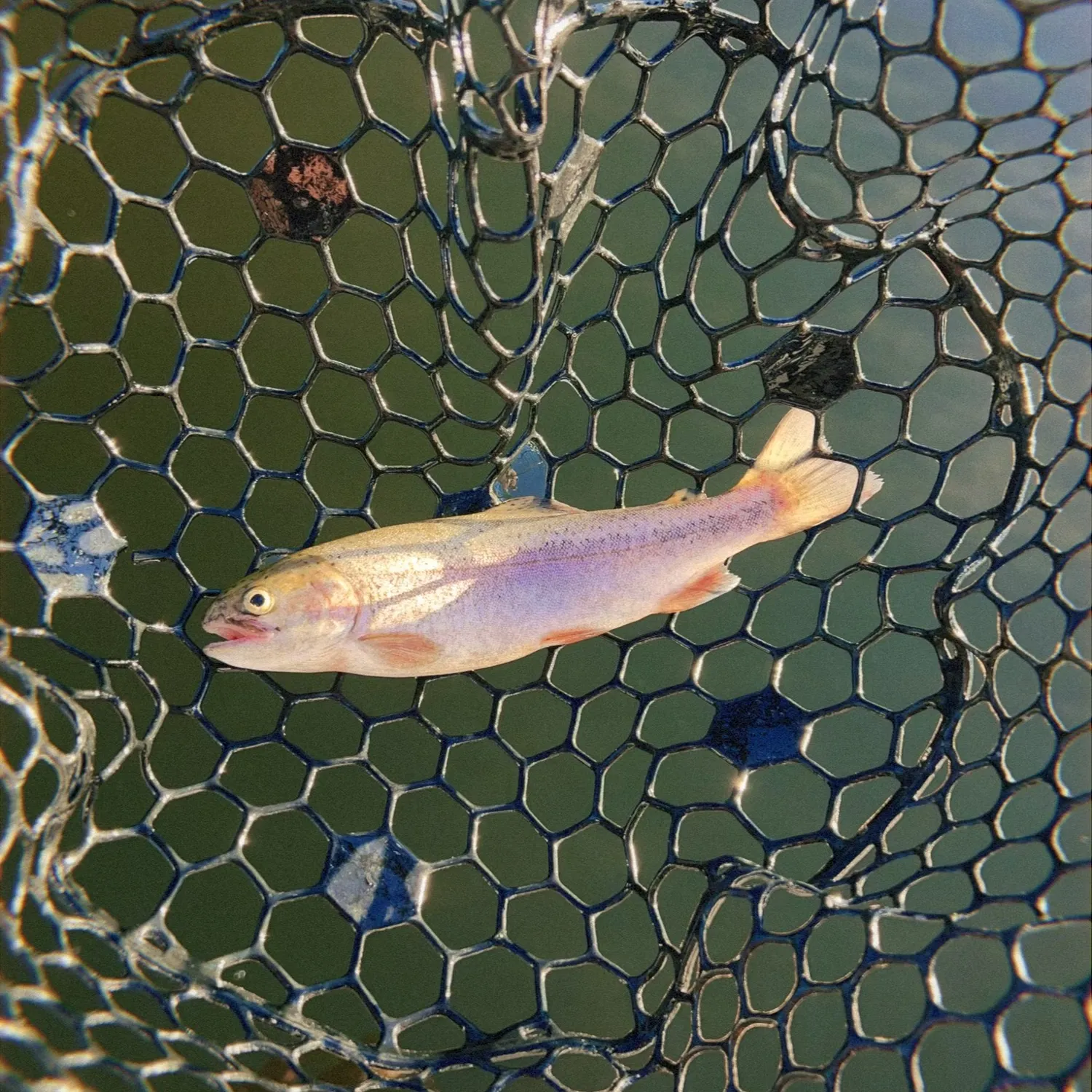 Rainbow trout caught on Fishbrain