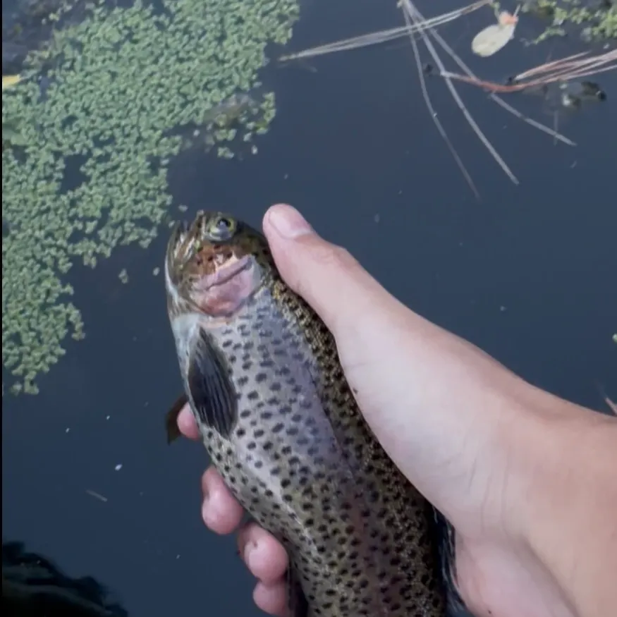 Rainbow trout caught on Fishbrain
