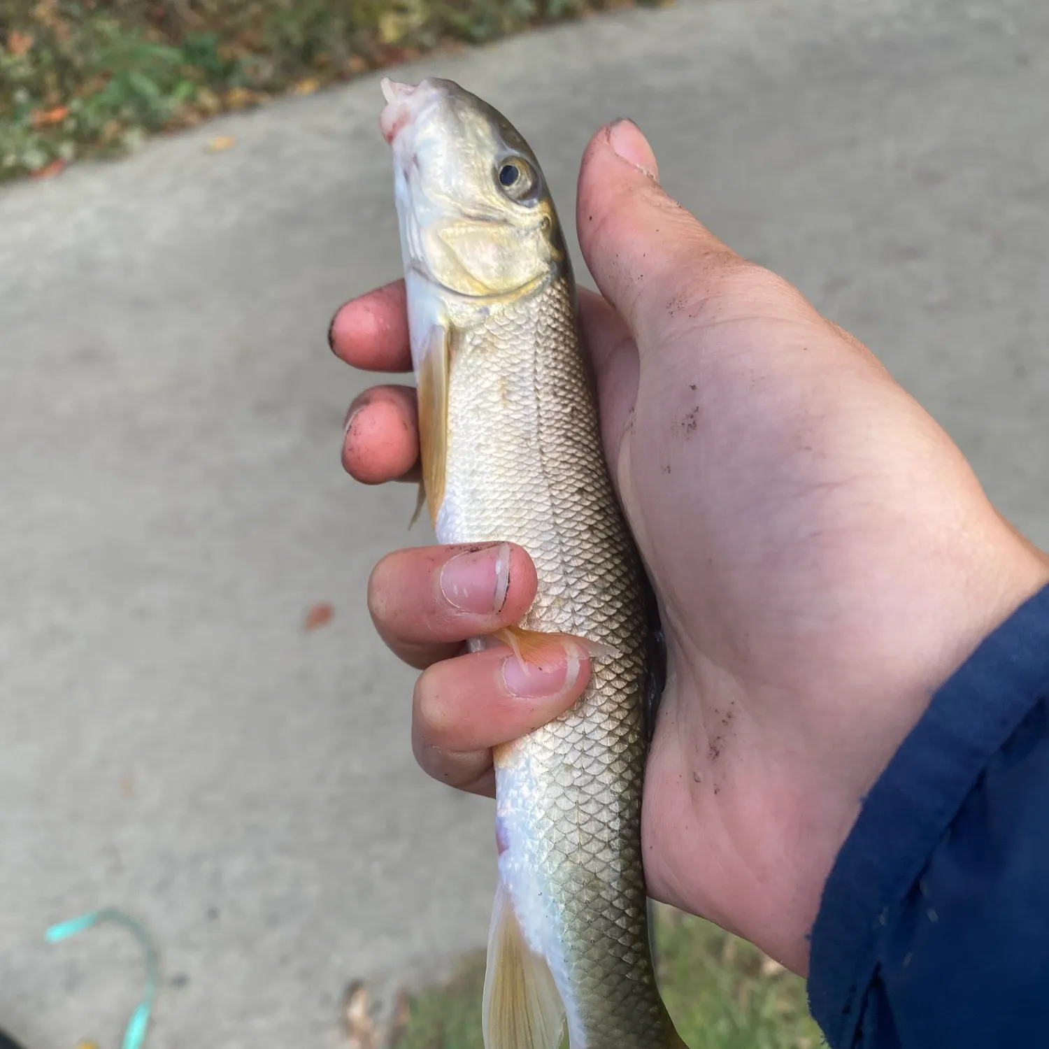 White sucker caught on Fishbrain