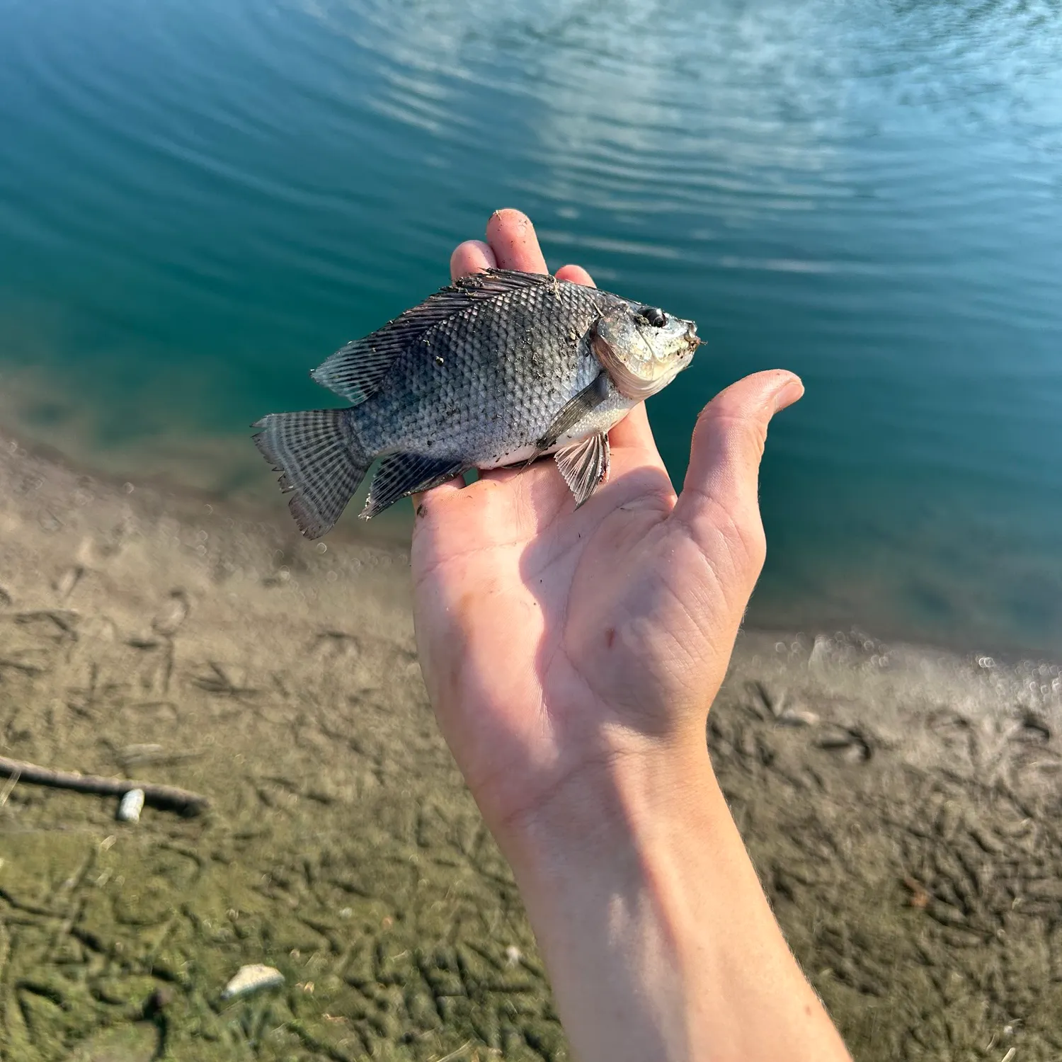 Nile tilapia caught on Fishbrain
