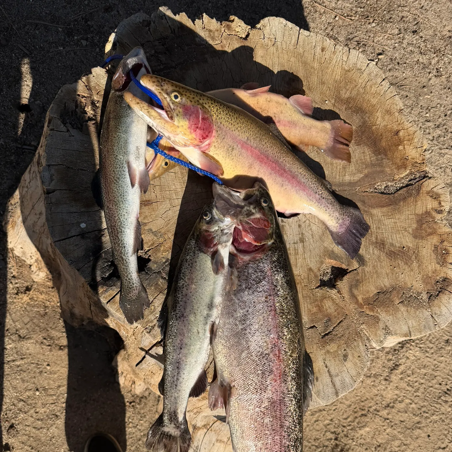 recently logged catches