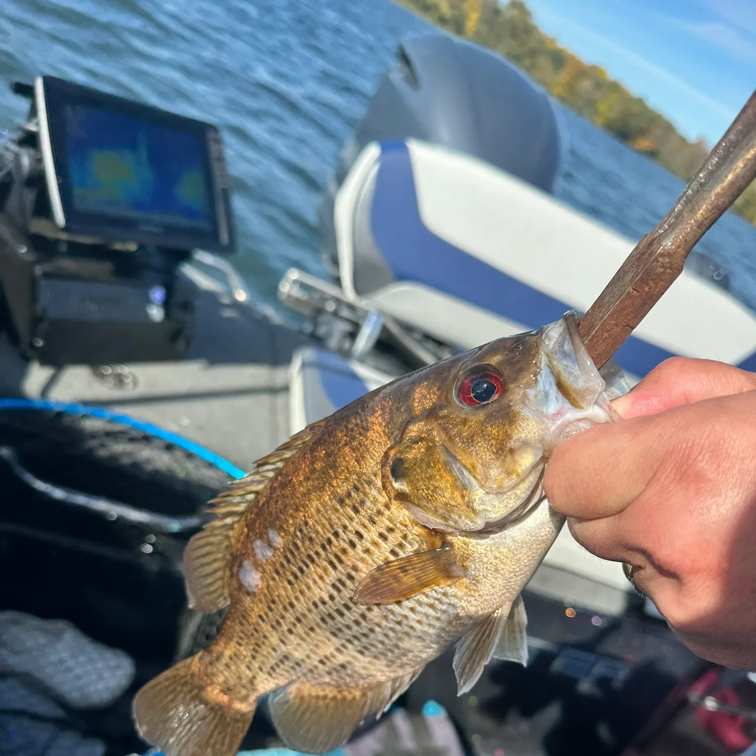 The most recent Roanoke bass catches on Fishbrain