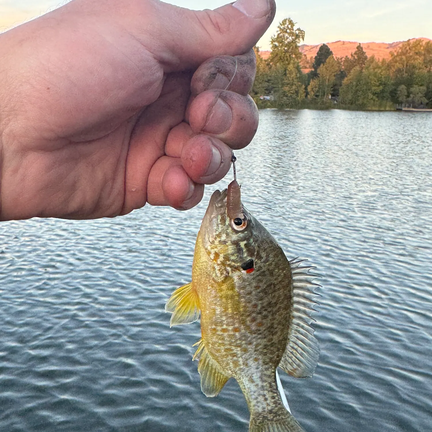 Pumpkinseed caught on Fishbrain