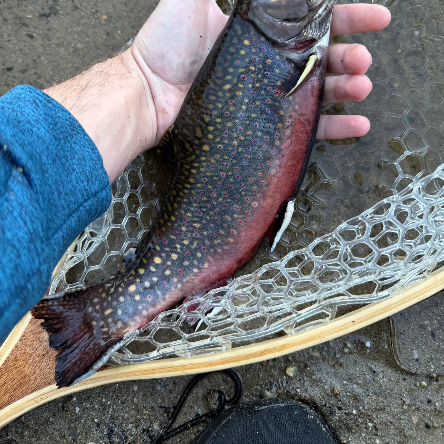 Brook trout caught on Fishbrain