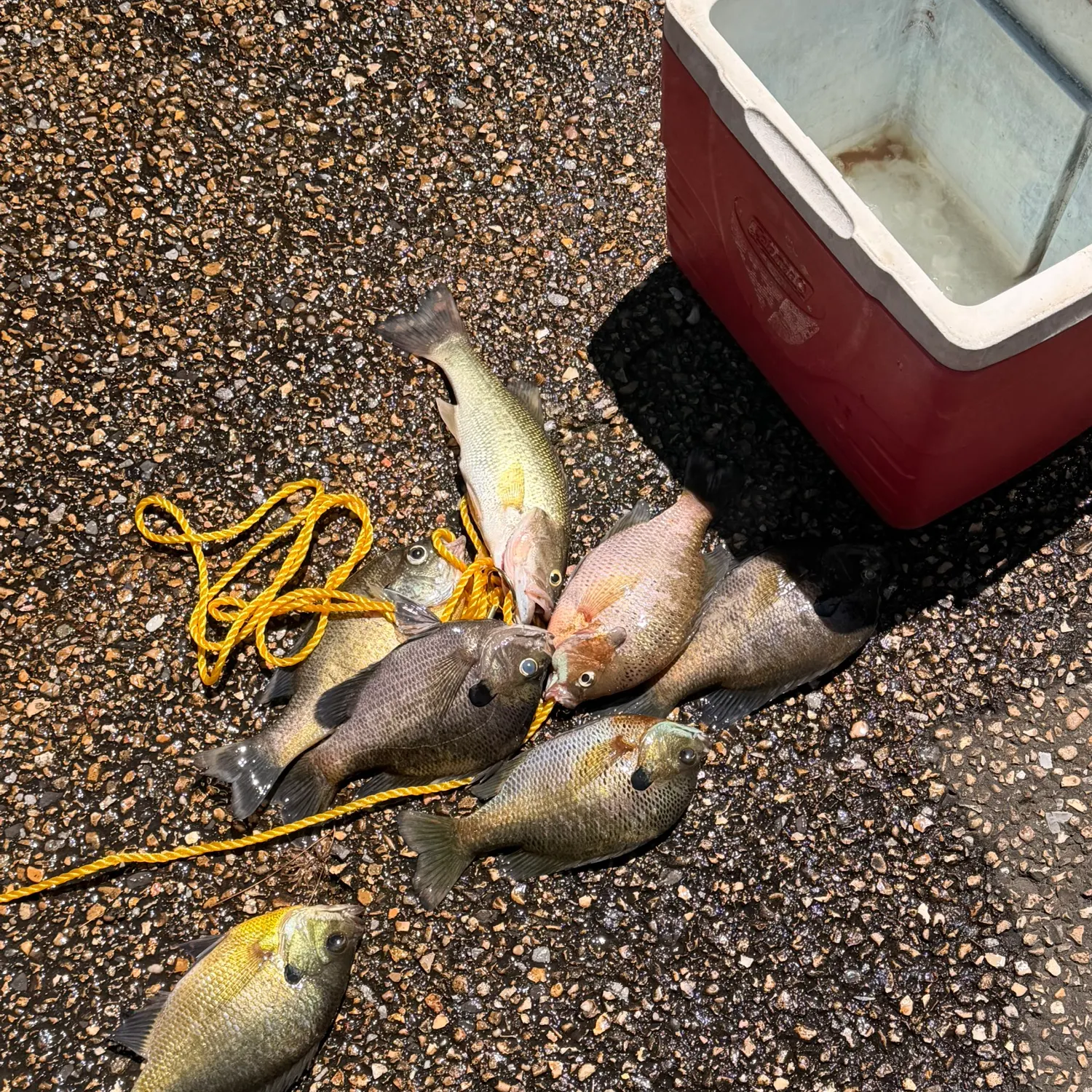 recently logged catches