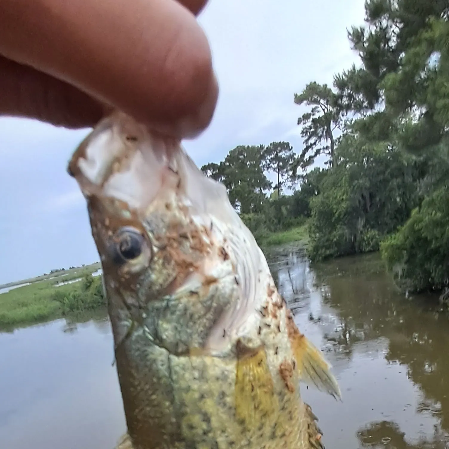 catch