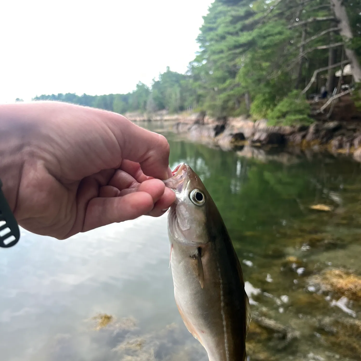 Atlantic pollock caught on Fishbrain
