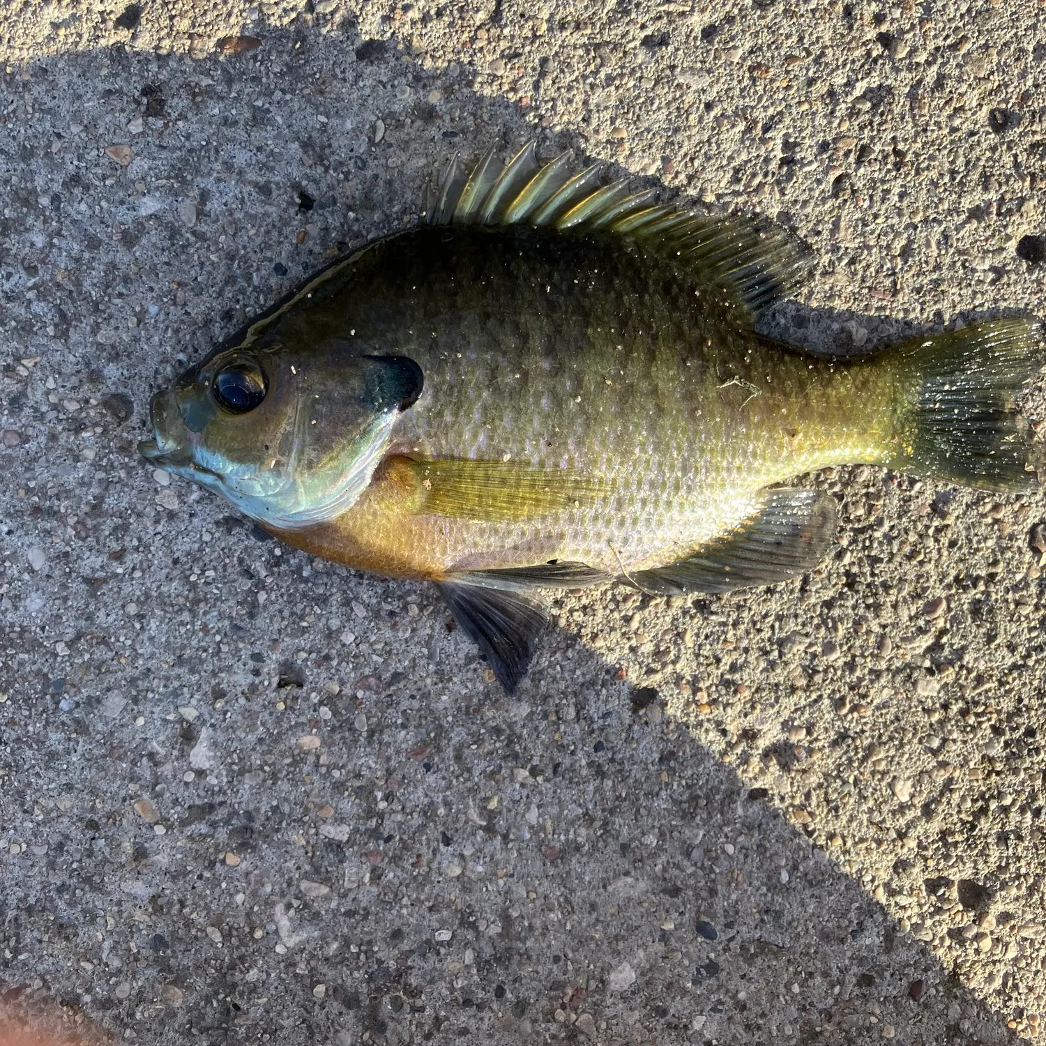 Bluegill caught on Fishbrain