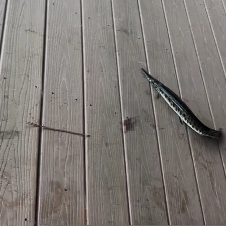 Spotted gar caught on Fishbrain