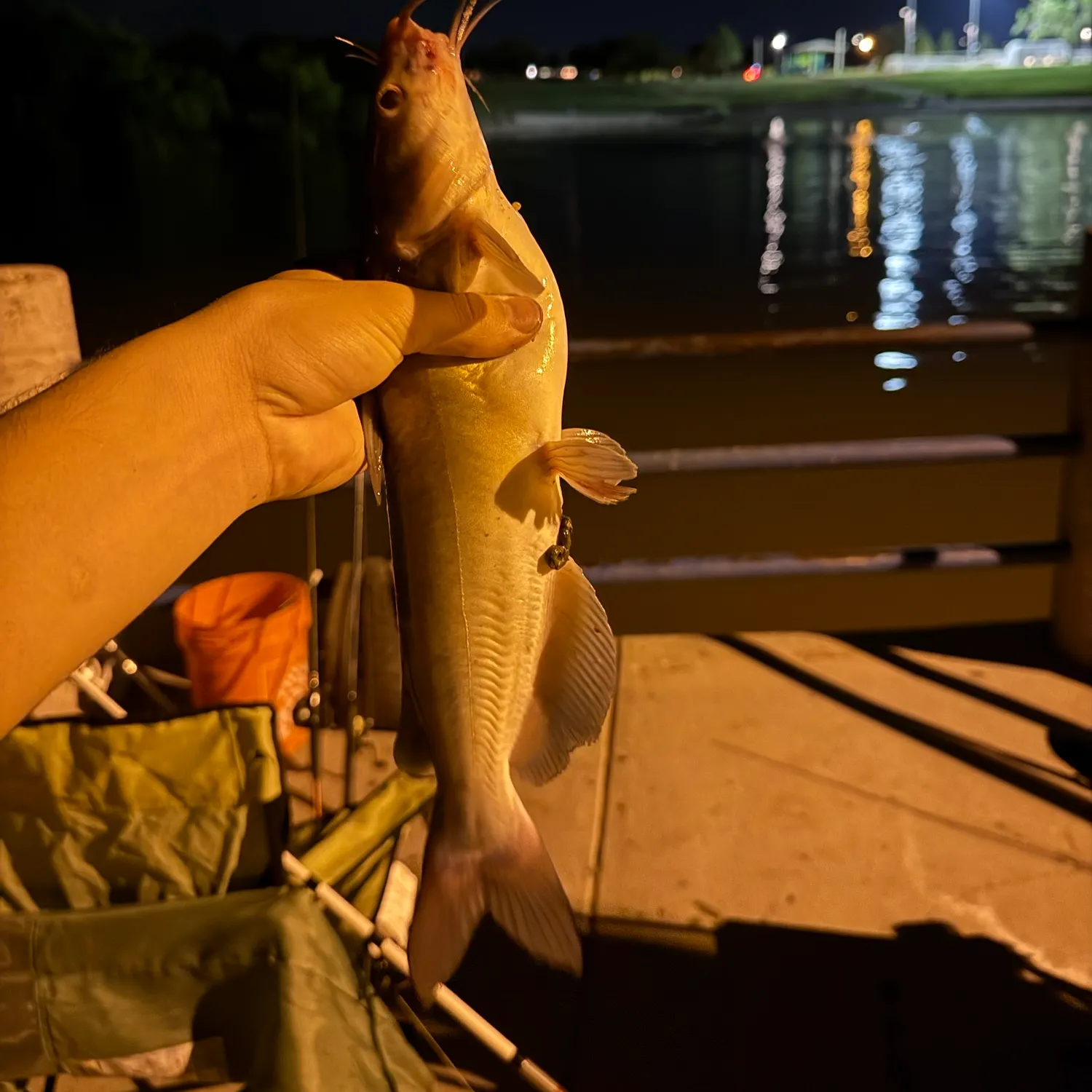Channel catfish caught on Fishbrain