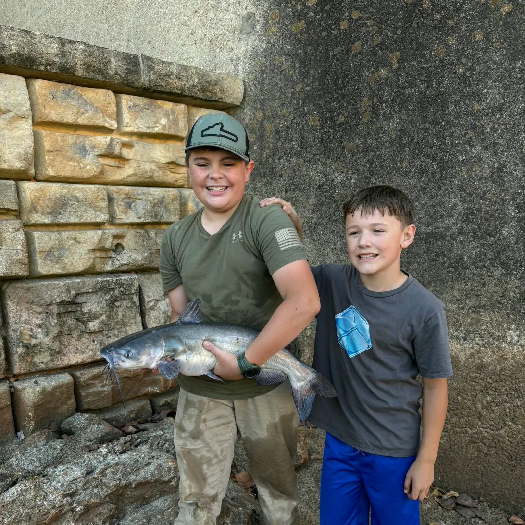 Blue catfish caught on Fishbrain