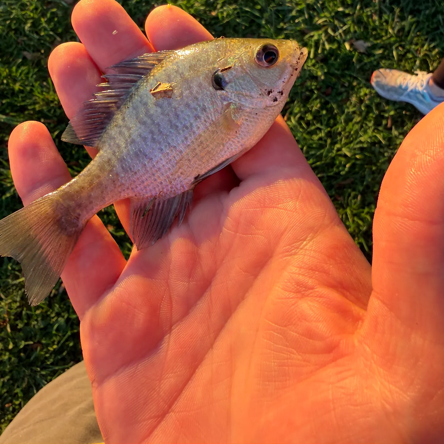 Bluegill caught on Fishbrain
