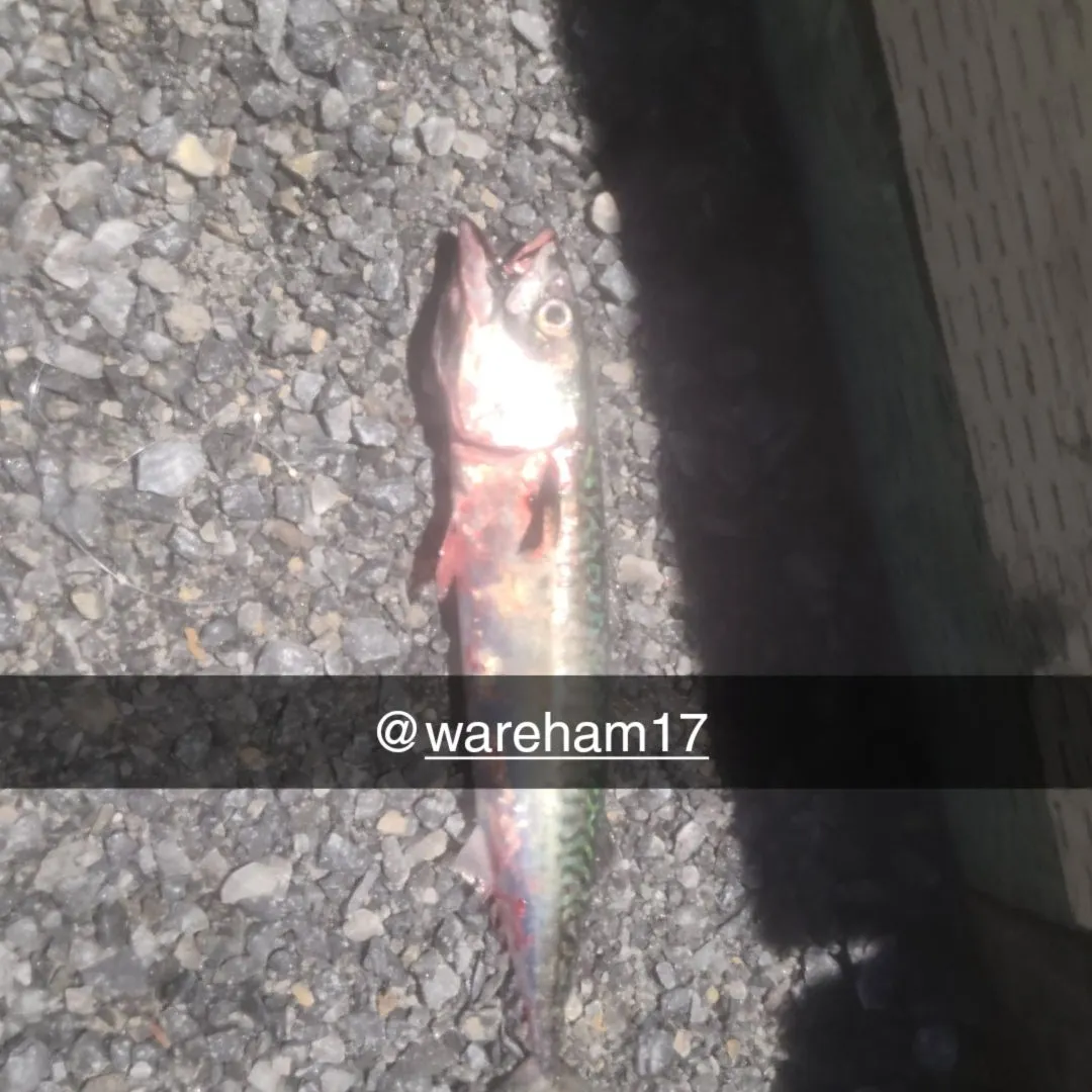 Atlantic mackerel caught on Fishbrain