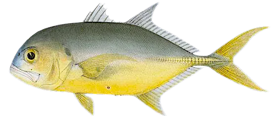 Pacific crevalle jack