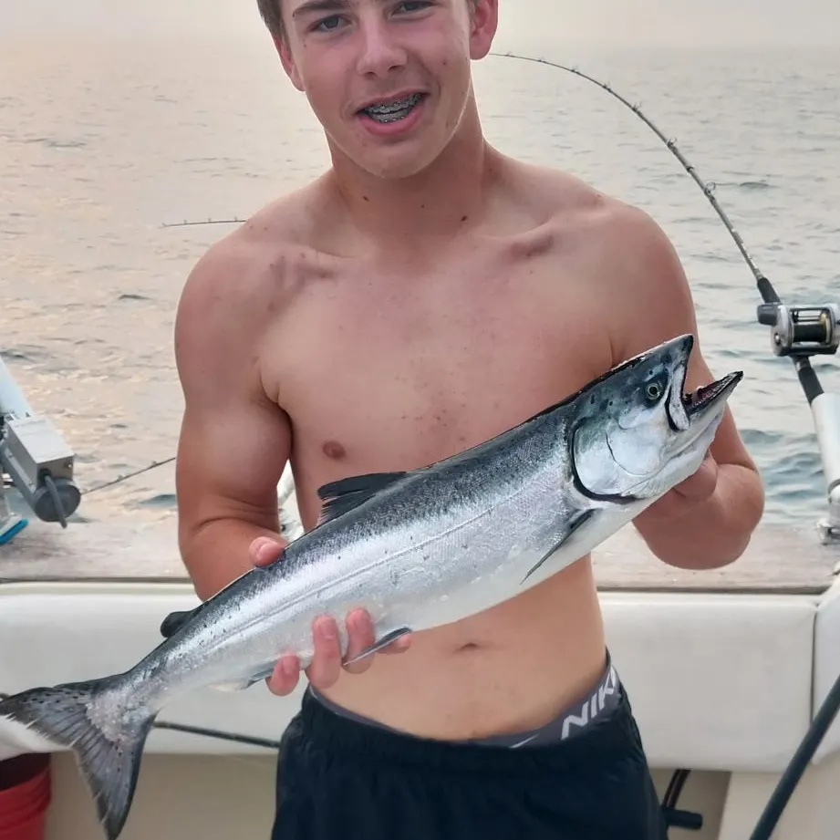 The most recent Steelhead catches on Fishbrain