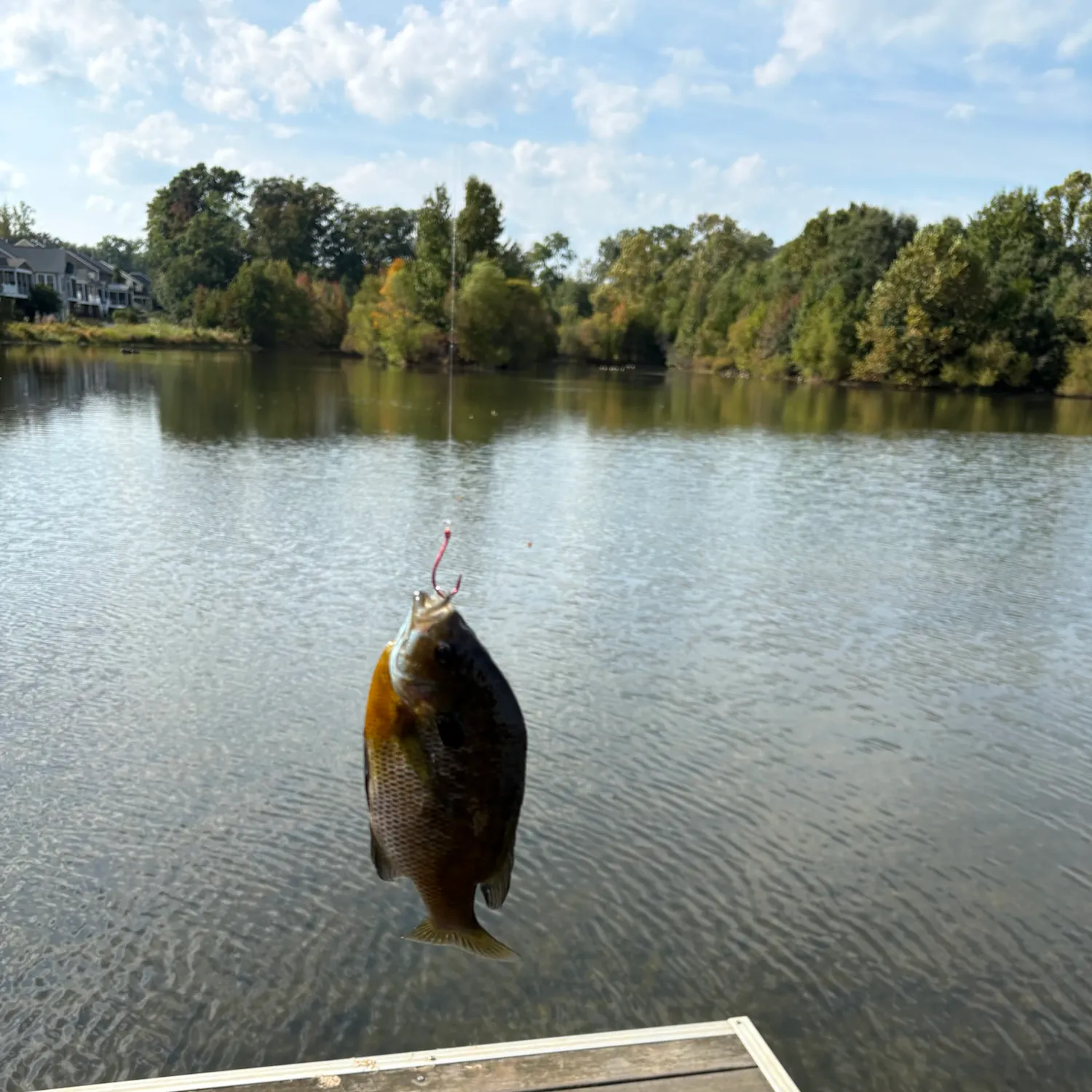 Bluegill caught on Fishbrain