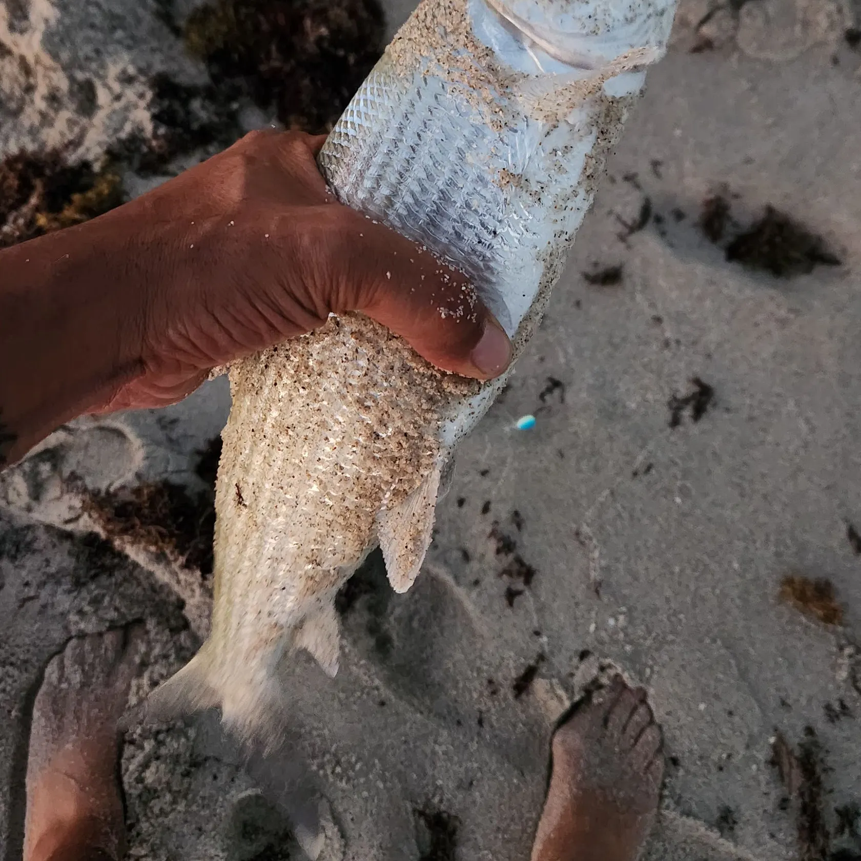 The most recent West Atlantic bonefish catches on Fishbrain