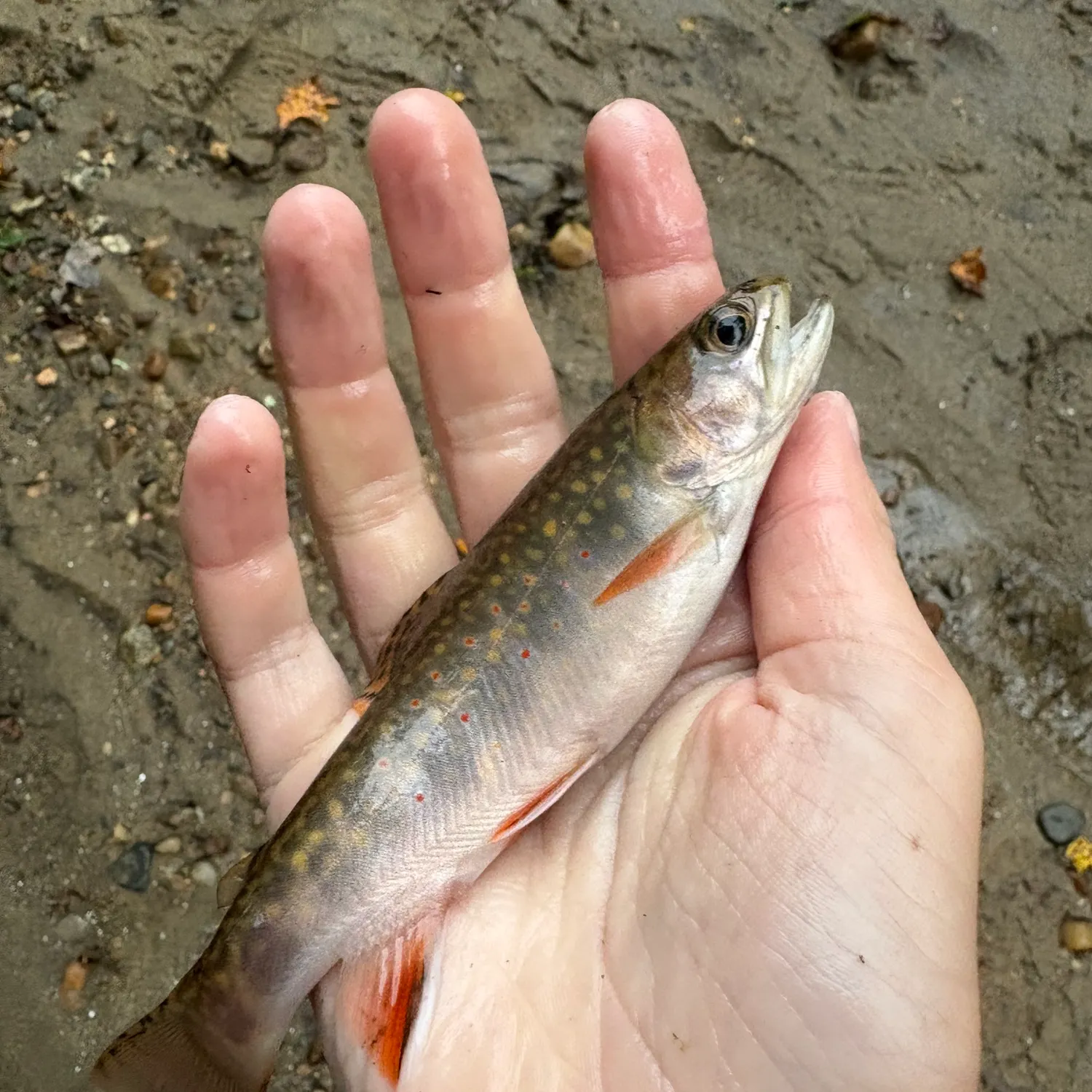Brook trout caught on Fishbrain