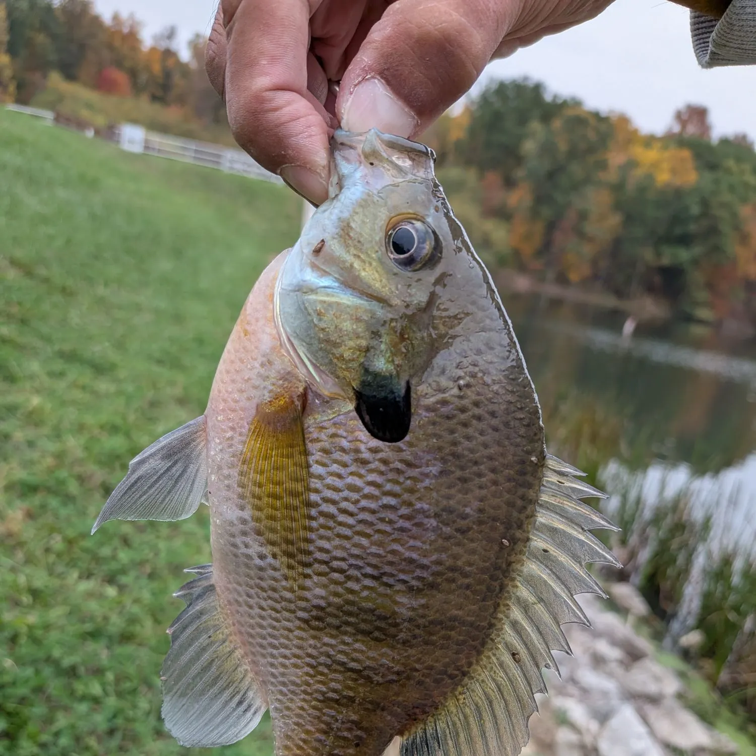 Bluegill caught on Fishbrain