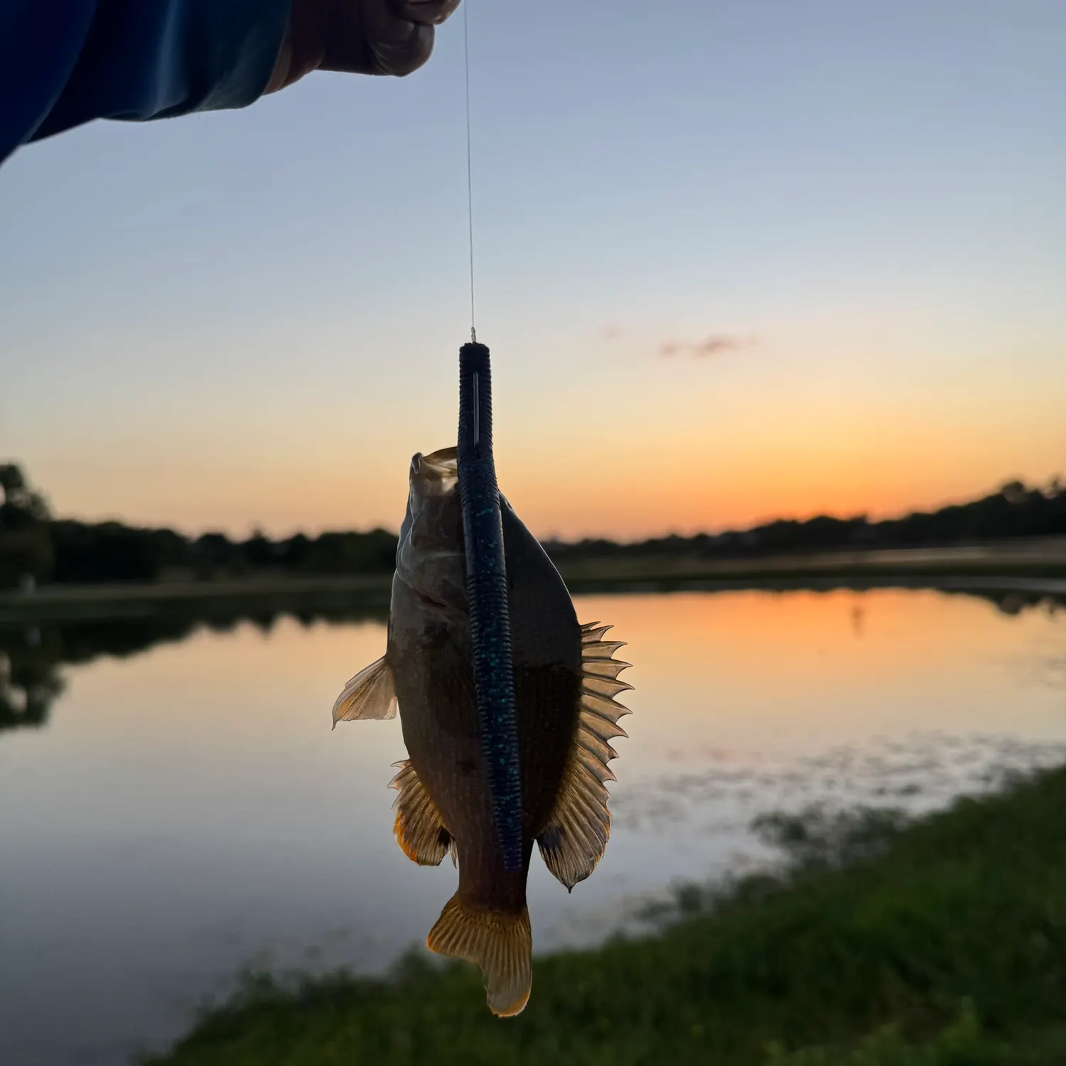 Green sunfish caught on Fishbrain