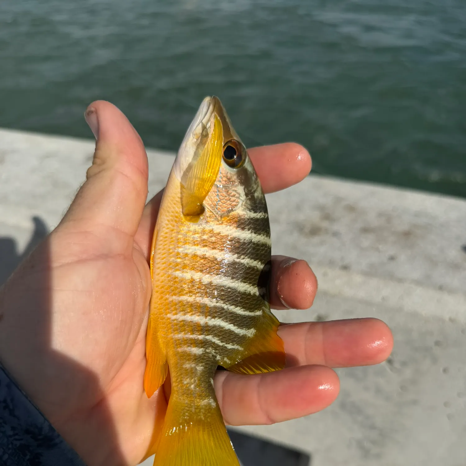 Schoolmaster snapper caught on Fishbrain