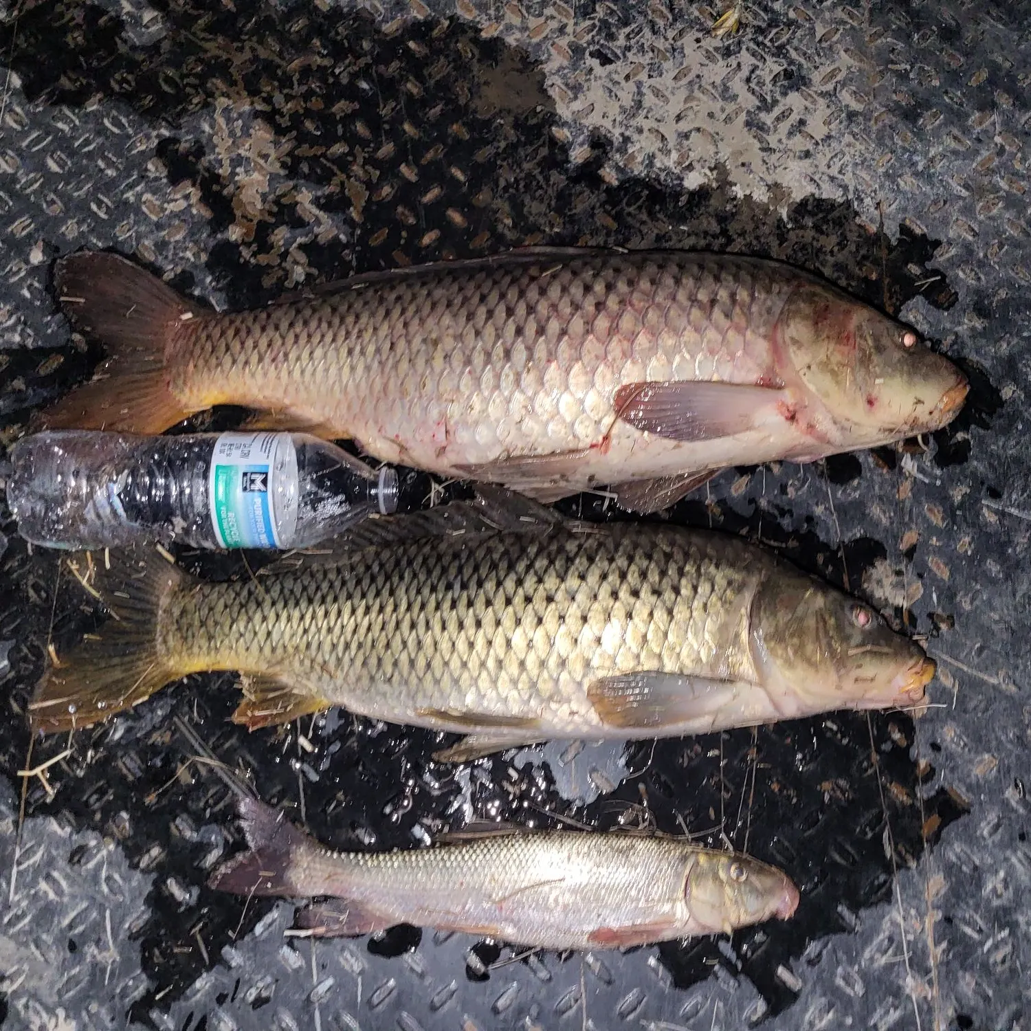 Common carp caught on Fishbrain