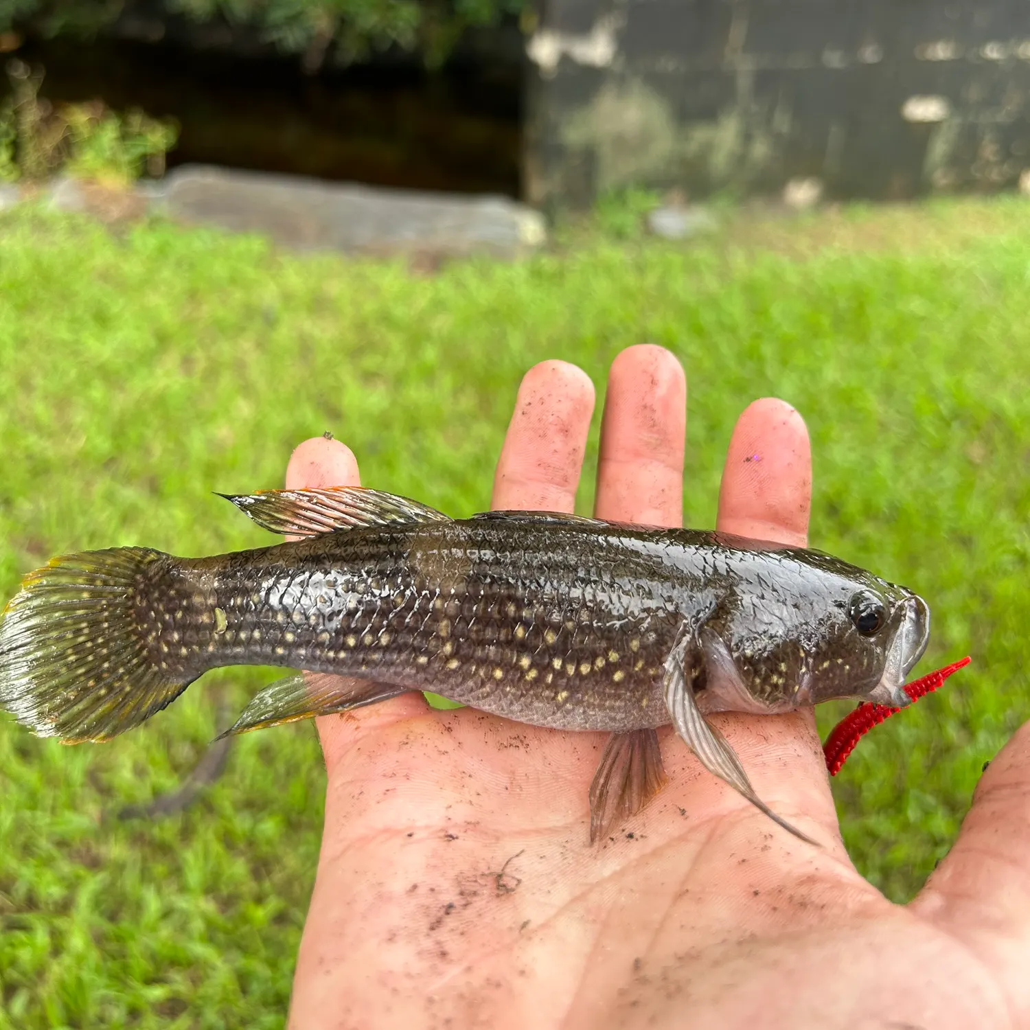 The most recent Duckbill sleeper catches on Fishbrain