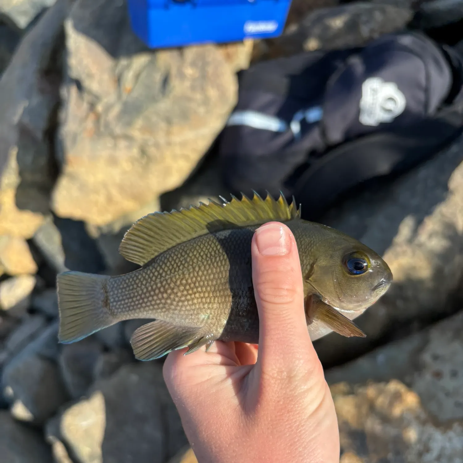 The most recent Opaleye catches on Fishbrain