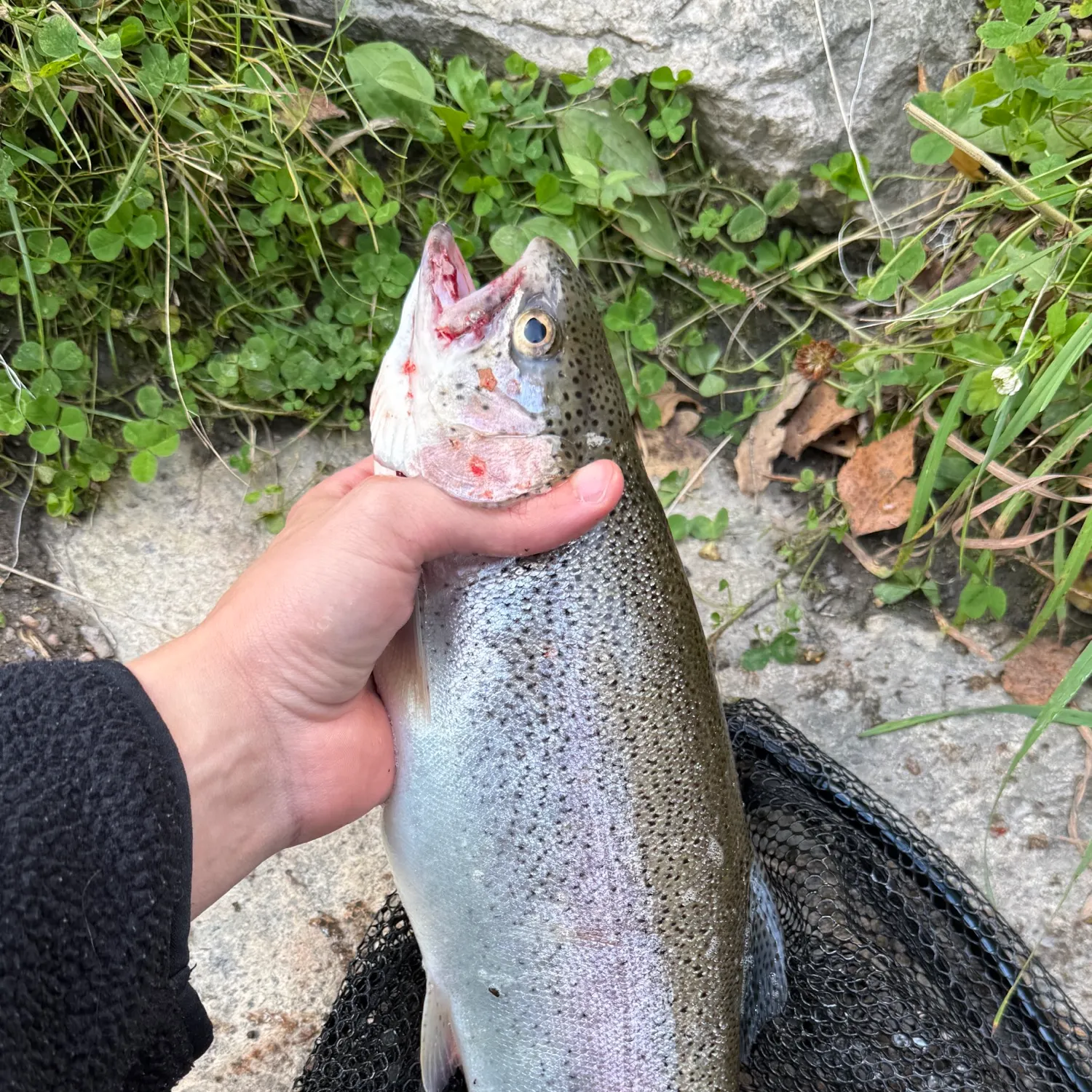 Rainbow trout caught on Fishbrain